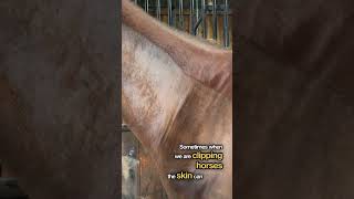 Understanding Dermatographia in Clipping Horses Identification Prevention and Treatment [upl. by Airekahs]