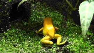 Golden Poison Frog Phyllobates terribilis  Terrarium and Eating [upl. by Essa969]