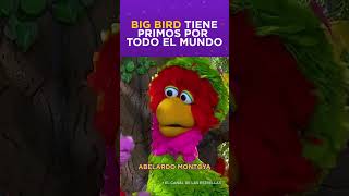 Big Bird de Plaza Sésamo tiene familia por todo el mundo [upl. by Dominica29]