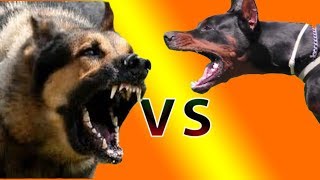 German Shepherd VS Doberman LIVE Fight gone WRONG  SlowMotion 60FPS [upl. by Elleinaj]