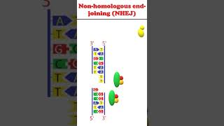 Non homologous end joining animation dnadamagerepair [upl. by Namzed20]