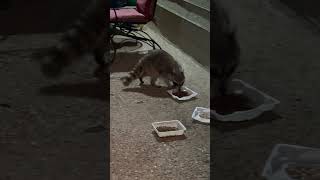 Now the thicktailed raccoon can eat freely without fear 现在粗尾巴浣熊已经不再害怕，自由自在的吃啦 love cute animals [upl. by Ahsiekan742]