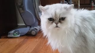 Persian cat Frosty weird strange meows meowing baby Chewbacca meow Silver Shaded Persian [upl. by Perseus]