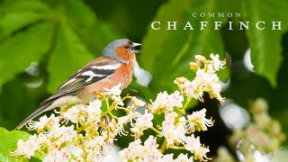 Bird sounds Chaffinch chirping and singing in the spring forest [upl. by Nodyarg]