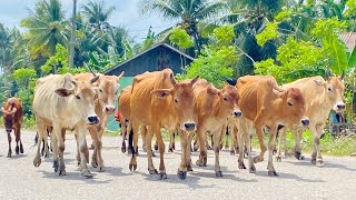 Suara sapi berkeliaran di jalan pedesaan memanggil kawanan pulang ke kandang  sapi lucu sapi joget [upl. by Ralph]