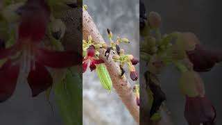 Averrhoa bilimbi belimbing wuluh familyfarms garden flowers fruit food belimbingsayur [upl. by Valonia64]