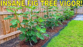 My SECRET To INSANE Fig Tree Vigor [upl. by Bagley]