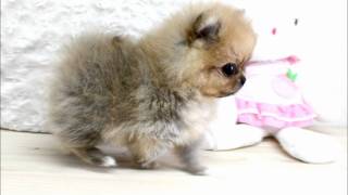 Boutique Teacup Puppies  Micro Teacup Pomeranians Tiniest Pom Puppies [upl. by Andres]