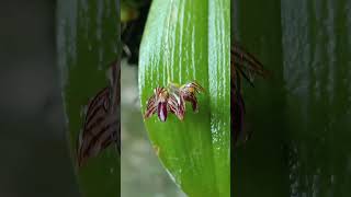 Bulbophyllum Mini anggrek nature jungle [upl. by Tuckie]