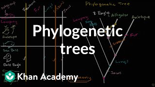 Understanding and building phylogenetic trees  High school biology  Khan Academy [upl. by Springer375]