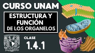 🌱 ESTRUCTURA y FUNCIÓN de los ORGANELOS CELULARES  Parte 1  Examen UNAM  Biología  La célula [upl. by Lordan]