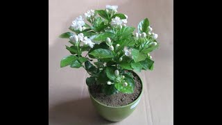 Flower Garden  How to replant Mogra amp Care for maximum bloom  nurserylive [upl. by Yrek478]