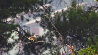 Scissor tailed Flycatcher 1 [upl. by Charisse]