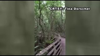 Panther on boardwalk at Corkscrew Swamp [upl. by Dunseath]