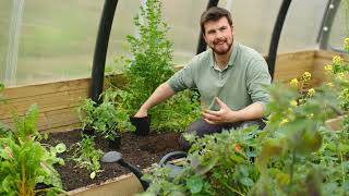 🔴 Gardeners World 2023  🍀 EASY Watering Trick for Amazing Tomato Harvests 2023 [upl. by Hubbard]