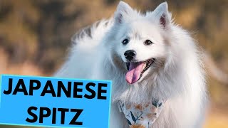 Japanese Spitz  TOP 10 Interesting Facts [upl. by Salhcin]