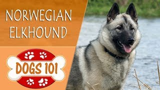 Dogs 101  NORWEGIAN ELKHOUND  Top Dog Facts About the NORWEGIAN ELKHOUND [upl. by Artamas]