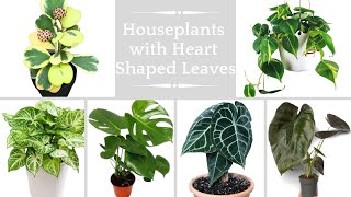 Houseplants with Heart Shaped Leaves  Heart leaf plants  Low Light Heart Leaf Indoor Plants [upl. by Chiquita]