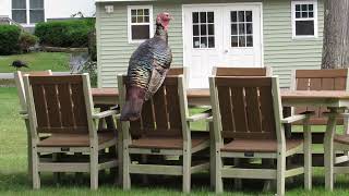 Wild Turkeys Lawn Games [upl. by Elvin]