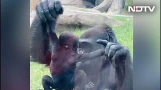 Viral Video Gorilla Shows Off Baby To Visitors At Zoo In Canada [upl. by Ttegdirb134]