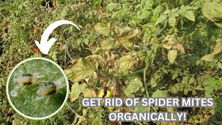 Effective Biological Control Methods for TwoSpotted Spider Mites [upl. by Ahpla349]