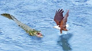 Eagle Steals from Crocodile Croc Steals it Back [upl. by Ricker506]