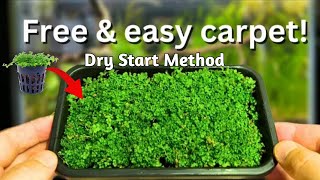 Mastering the Dry Start Method A StepbyStep Guide to Growing Monte Carlo Plants [upl. by Oetam725]