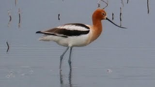 American Avocet [upl. by Hitchcock]