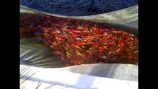 Spring Harvest Ogata Koi Farm Japan  Netting Ponds [upl. by Cinamod]