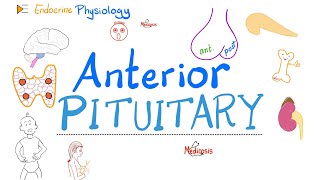 Anterior Pituitary Gland  The 10 Commandments of Endocrinology  Endocrine Physiology [upl. by Horn]