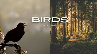 Birds chirping at night  Spectacular bird sounds in the forest [upl. by Harve]