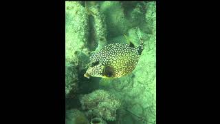 Trunkfish fish coralreef underwater trunkfish [upl. by Lawley]