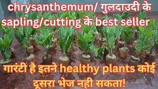 online chrysanthemumsguldaudi plant sapling purchase best seller to buy online guldaudi cutting [upl. by Jarib]