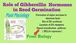 Role of Gibberellin Hormones in Seed Germination ll Plant Physiology [upl. by Hamid]