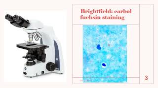 တီဘီပိုးစစ်ဆေးရှာဖွေခြင်း AFB smear microscopy2 ZN stain [upl. by Tiler]