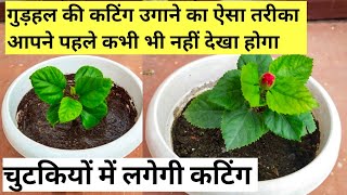 गुड़हल की कटिंग लगेगी चुटकियों मेंHow to grow hibiscus plant from cuttingsBestamp Easiest way [upl. by Pomfret]