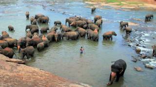 Pinnawala Elephant Orphanage [upl. by Miner]