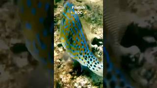 Filefish raddadchad fish scubadiving northshore hawaii party snorkeling [upl. by Goldarina795]