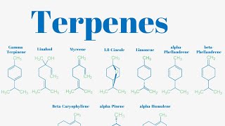 Terpenes And Isoprene Units Explained [upl. by Charleton]