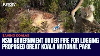 NSW Government Under Fire For Logging Proposed Great Koala National Park [upl. by Beutner]