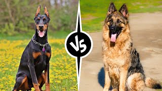 Doberman vs German Shepherd Choose your beloved Companion [upl. by Ajram]