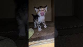 The worlds Angriest Kitten Attacks by Hissing [upl. by Althee]