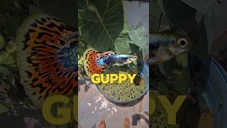 tank full guppy😍🐬 guppyfriend aquarium guppyfishtank [upl. by Sandon]