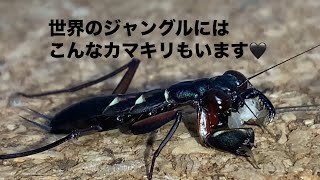 Metallyticus violaceus マレーシア🇲🇾モモアカケンランカマキリの幼虫 [upl. by Enytsirk]