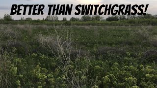 FROM BARE DIRT TO DEER BEDDING Can anything beat switchgrass Absolutely [upl. by Darrin22]