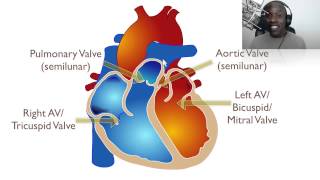 The Anatomy Of The Heart [upl. by Wolf]