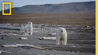 Animals Thrive on Pristine Russian Island  National Geographic [upl. by China]