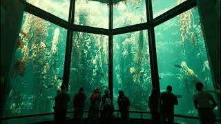 The Monterey Aquarium in 60seconds  Cinematically [upl. by Iolenta]