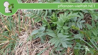 Echter Baldrian  Erste Boten  150418 Valeriana officinalis  WildpflanzenBestimmung [upl. by Najib]