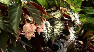 Begonias offer incredible variety for shade gardens [upl. by Aihsela]